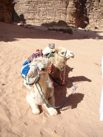 Wadi Rum (61).JPG